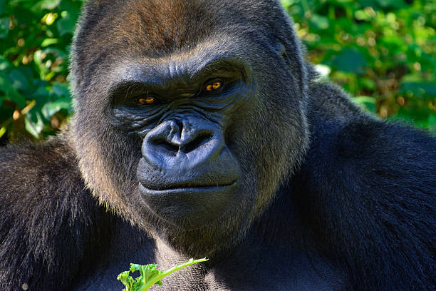 Mountain Gorilla