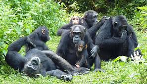 Chimp Tracking