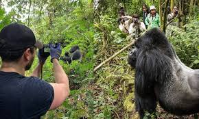 Gorilla Trekking